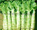 深圳市蔬菜配送公司南山区蔬菜批发蛇口市场送菜公司