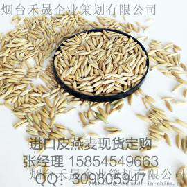 现货批发天津港进口皮燕麦 动物饲料 燕麦片原粮加工
