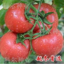 西亚德--越冬好西红柿品种 耐低温西红柿种子