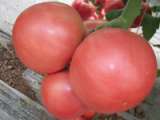 巨粉宝石-大粉果番茄种子